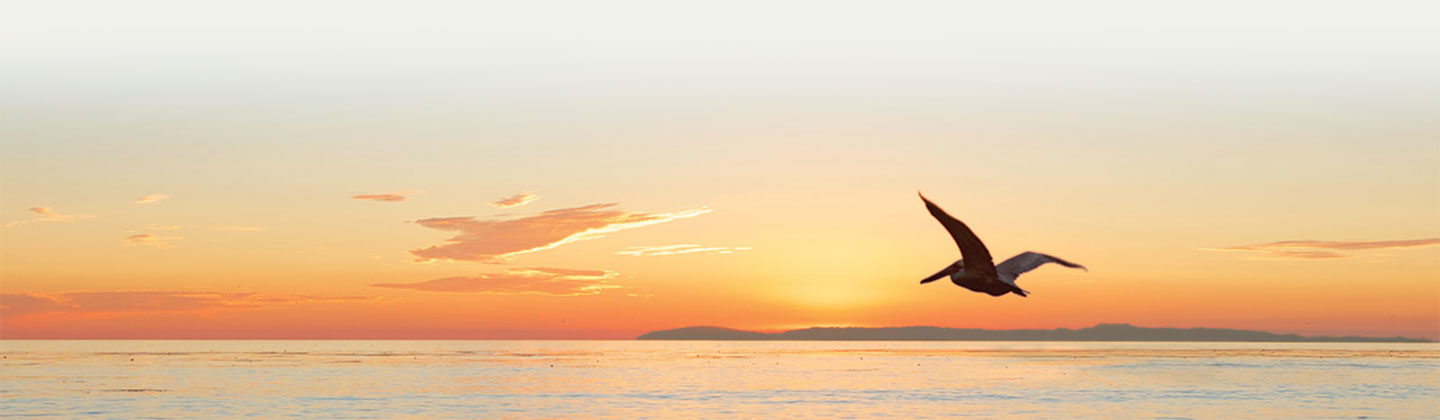 Pelican flying over ocean